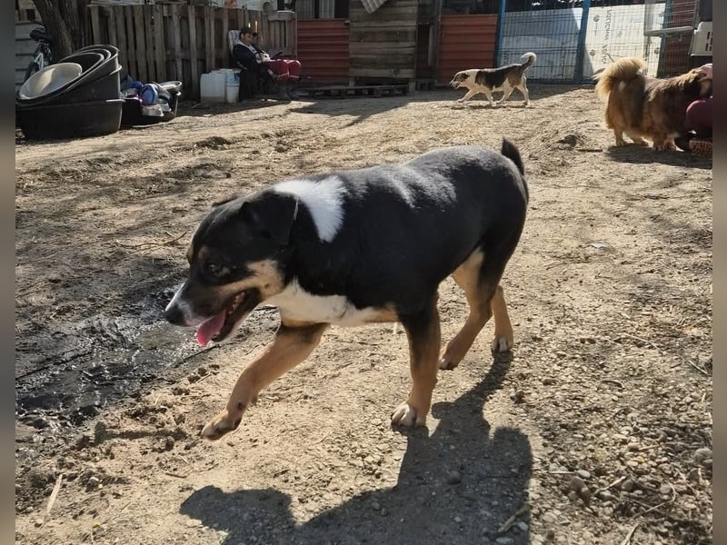 Franjo, sanfter Hundejunge sucht Menschen mit Herz und Geduld