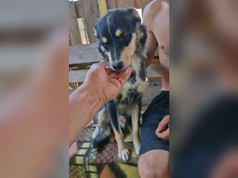 Pauli - sanfter Charmeur