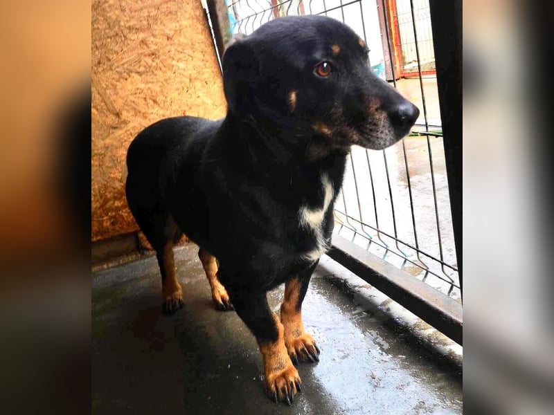 Pelle sucht geduldige und verständnisvolle Menschen