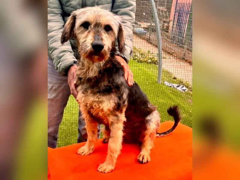 Candy – sanfte Schmusemaus sucht ihr Happy End