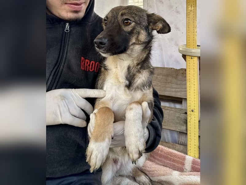 Akima sucht ganz viel Liebe