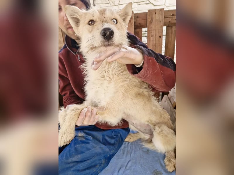 Mara, Schönheit mit zweifarbigem Blick