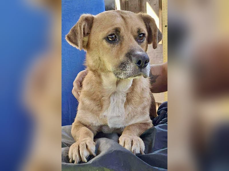 Lisa – sanfte Hündin mit großem Herzen