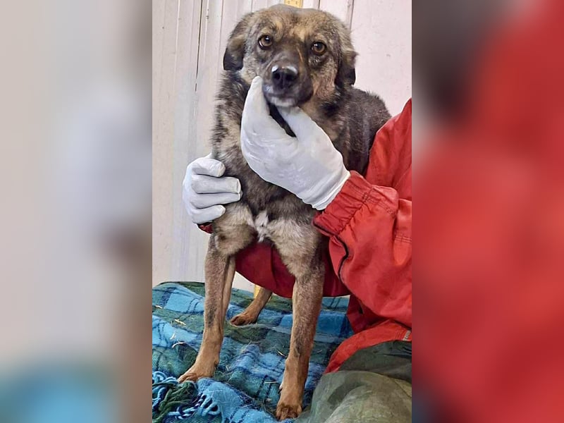 FELINA – auf der Suche nach Wärme