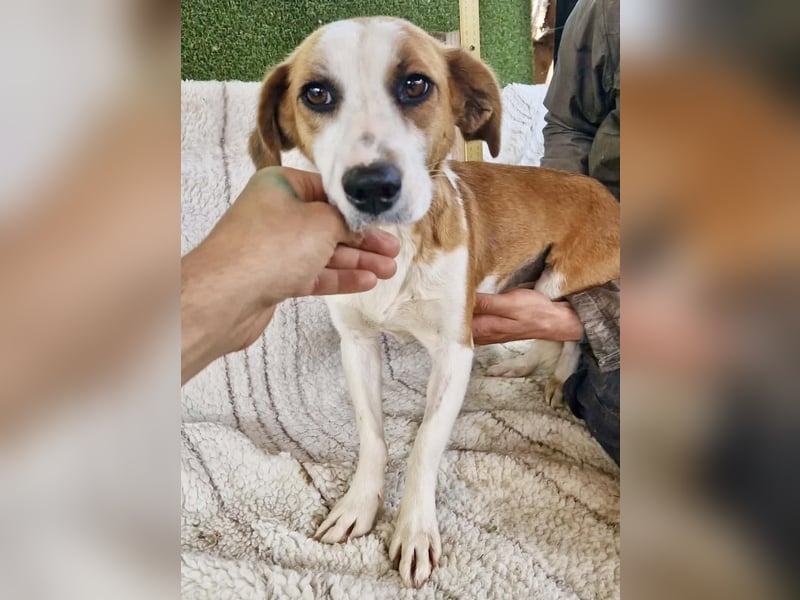 Anika – zarte Hundeseele sucht dringend einen sicheren Hafen
