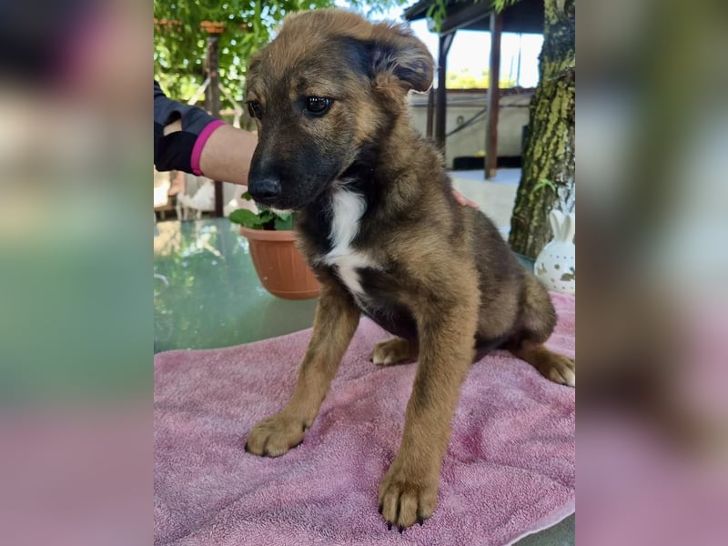 Mogli – kleines Wunder sucht seine Familie
