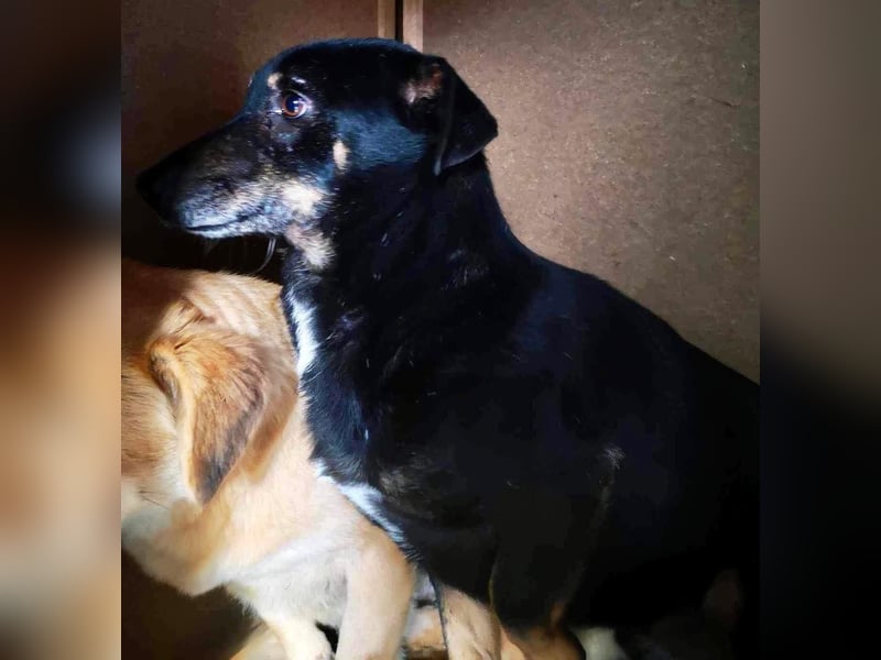 Pelle sucht geduldige und verständnisvolle Menschen