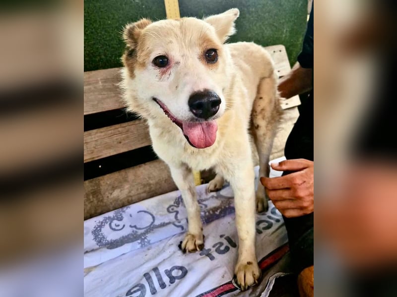 Tschigsy, sanfte Seniorin sucht ihre Familie