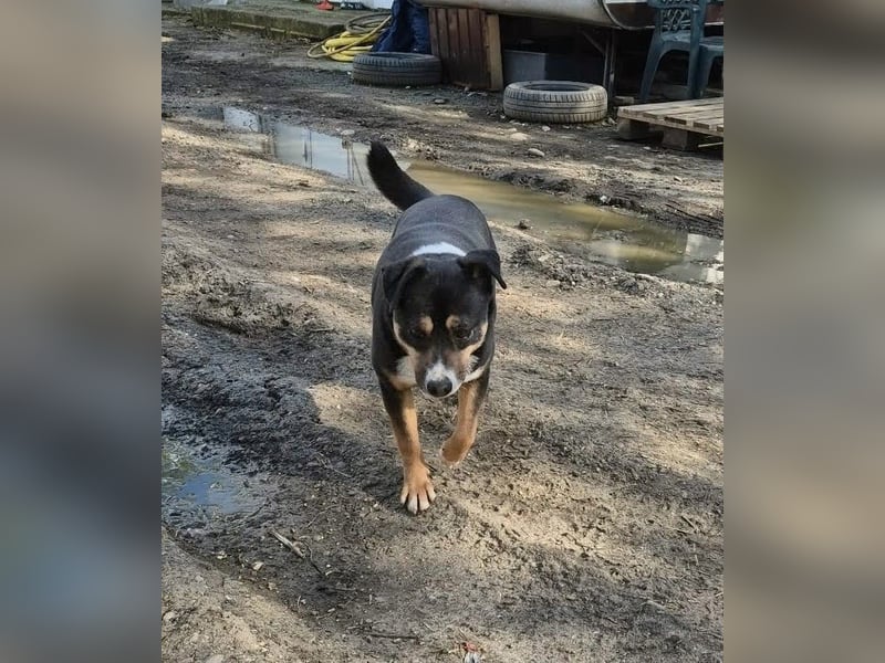 Franjo, sanfter Hundejunge sucht Menschen mit Herz und Geduld