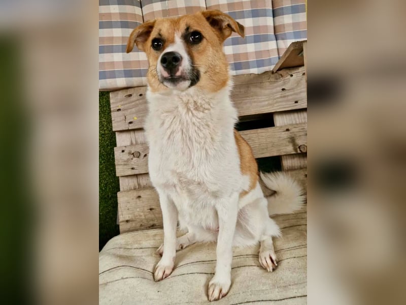 Sanfte Trixi sucht ihre Menschen