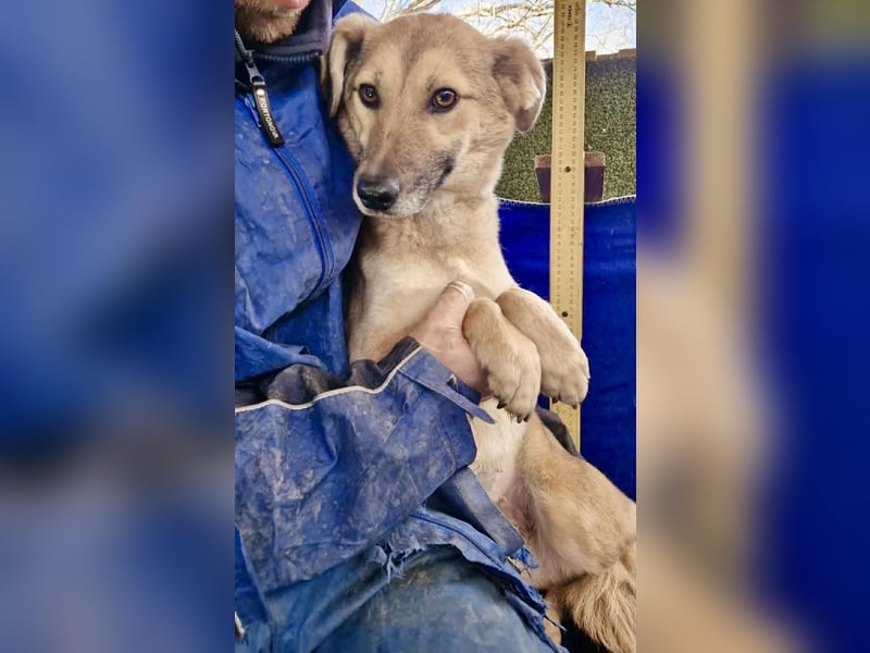 Zierliche Junghündin Dana