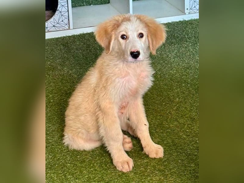 Tino, kleines Eisbärchen sucht sein Glück