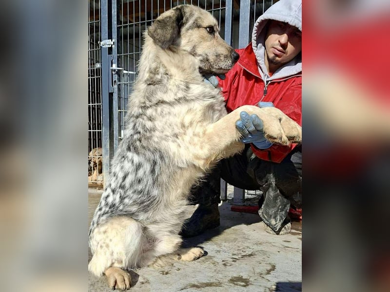 Schmusiger, verspielter Cisco