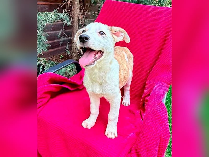 PETZI , hübsches Hundemädchen