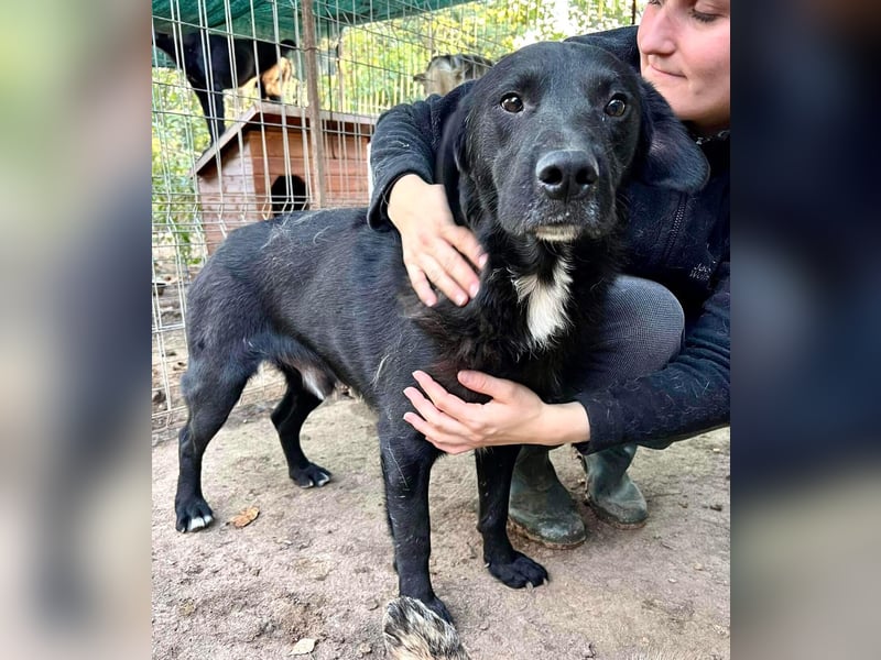 Seelenhund Mo sucht Halt und Liebe bei erfahrenen und geduldigen Menschen
