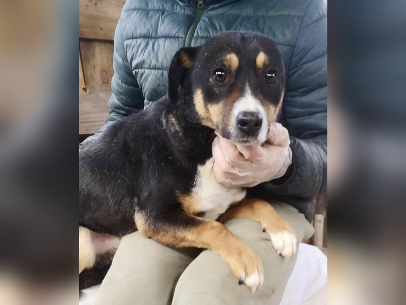 Franjo sucht warmes & liebevolles Zuhause