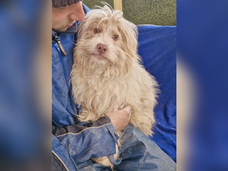 Todtrauriger Boomer auf der Suche nach Glück