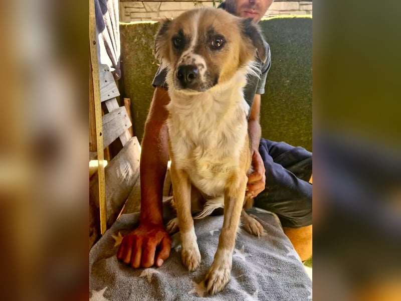 Romy, sanfte Schmusemaus sucht ihre Familie