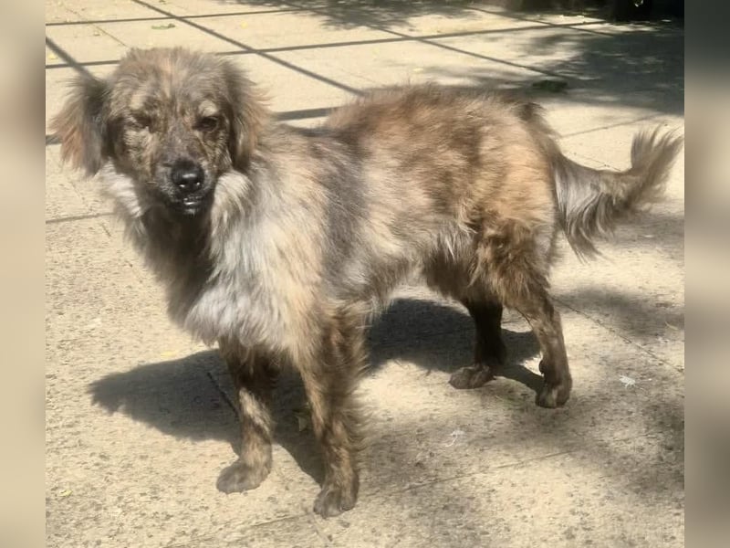 Ronja – kleine Kämpferin sucht ihr Happy End