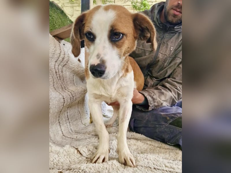 Anika – zarte Hundeseele sucht dringend einen sicheren Hafen
