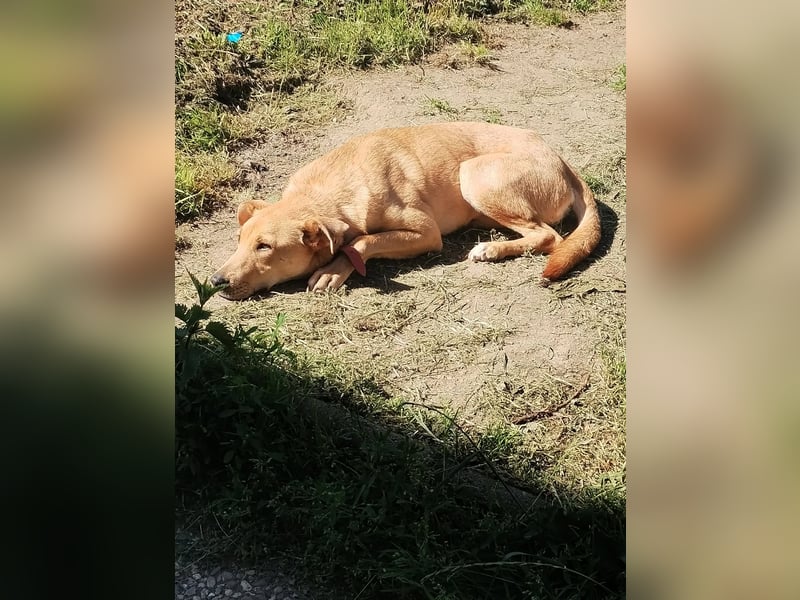 Sanfte Fidschi sucht sicheren Hafen