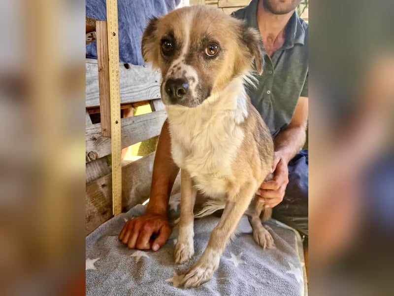 Romy, sanfte Schmusemaus sucht ihre Familie
