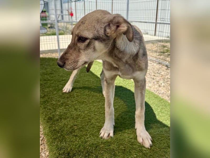 Juddy, kleine Herzensmaus sucht ihr Glück