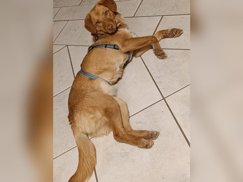 Herzenshund Tosca sucht ihr Für-immer-Zuhause!