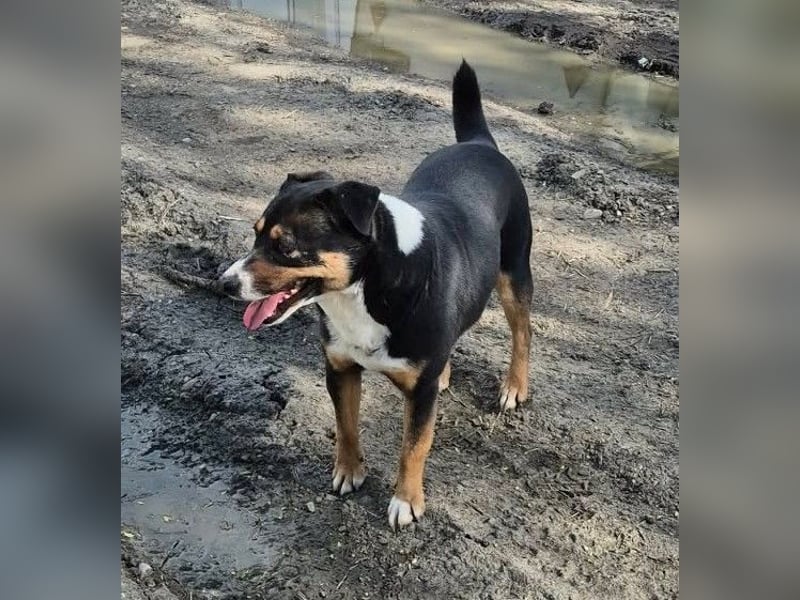 Franjo, sanfter Hundejunge sucht Menschen mit Herz und Geduld
