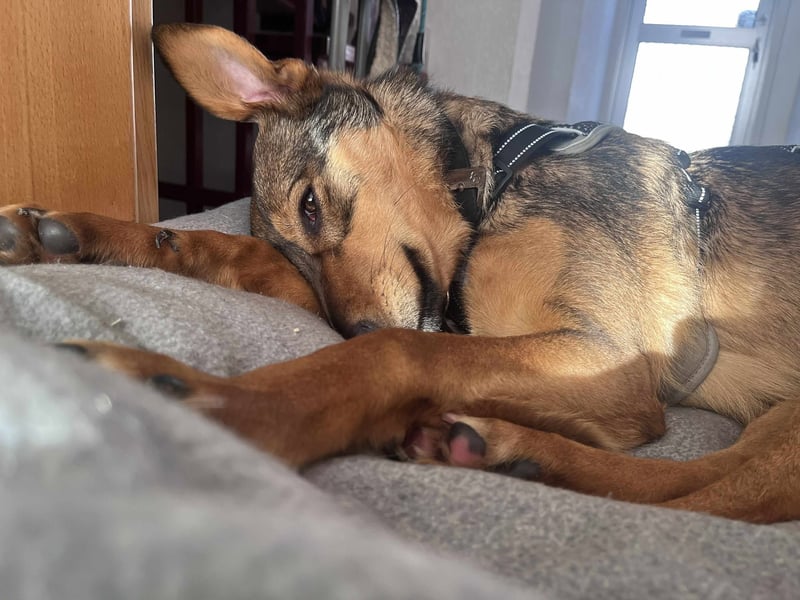 Sanfte Seele Jessy sucht ihr Für-immer-Zuhause