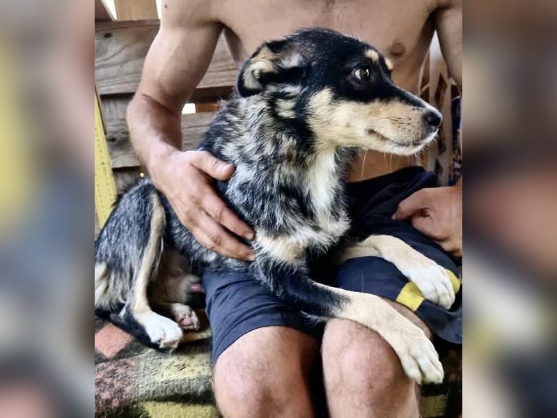 Pauli - sanfter Charmeur