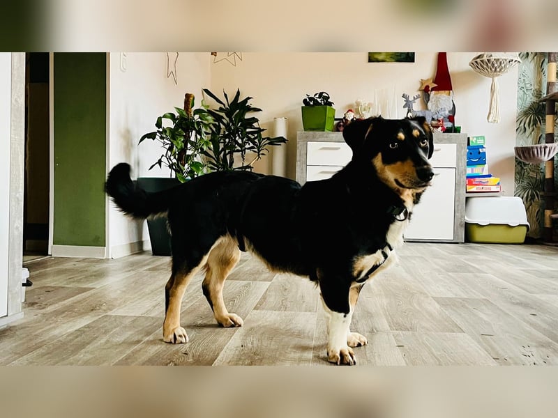 Fröhliches Hundemädchen Juna sucht ihre Menschen