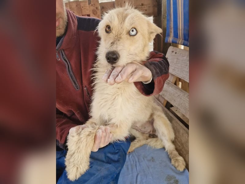 Mara, Schönheit mit zweifarbigem Blick