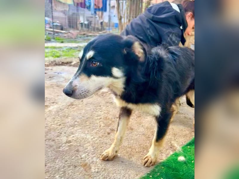 Sanfte, neugierige Hündin Dora