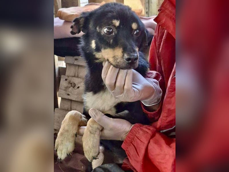 Zierlicher Junghund Frizzi – Rettung aus der Hölle