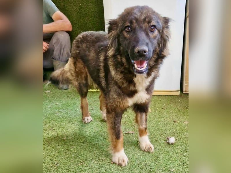 Sanfte Fenja sucht ihr Für immer Zuhause