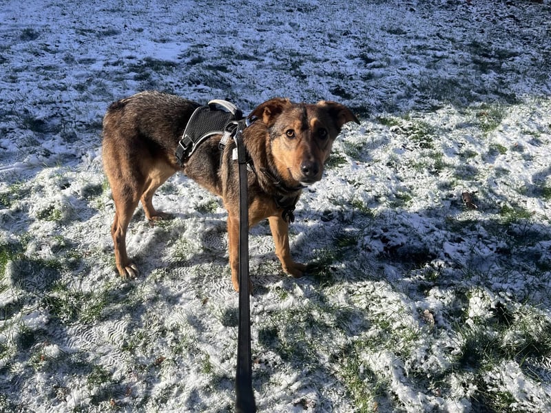 Sanfte Seele Jessy sucht ihr Für-immer-Zuhause