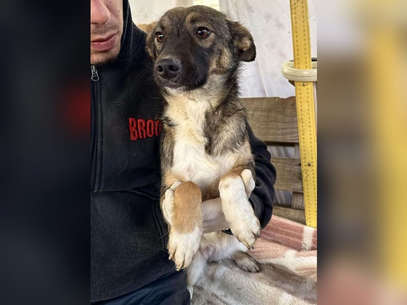 Akima sucht ganz viel Liebe