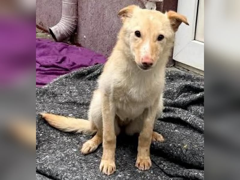 Zuckersüßes Hundemädchen Lesedi