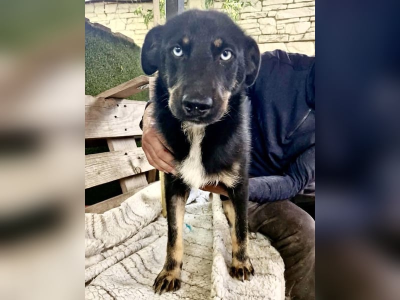 Bobby – junger Hundebub sucht liebevolle Menschen