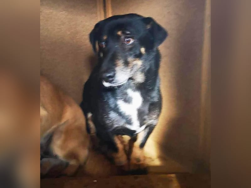 Pelle sucht geduldige und verständnisvolle Menschen