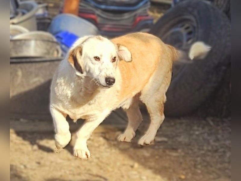 Vorsichtiger Junghund Frodo sucht ein geduldiges Zuhause