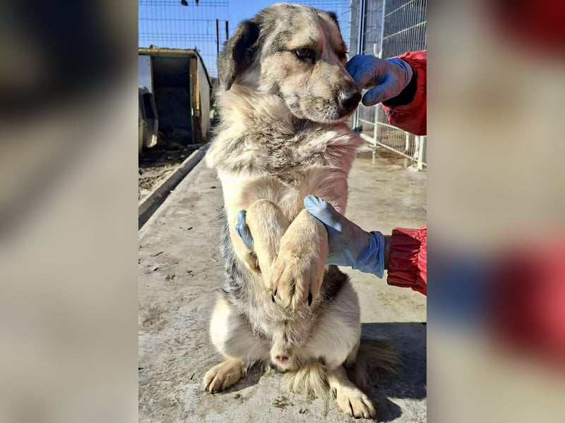 Schmusiger, verspielter Cisco