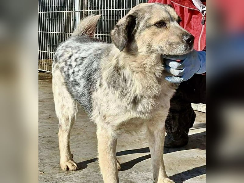 Schmusiger, verspielter Cisco