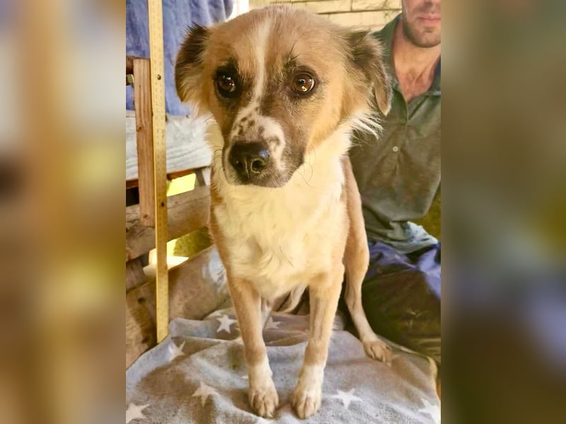Romy, sanfte Schmusemaus sucht ihre Familie