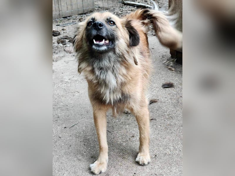 Freundliche Linda ist verspielt und verträglich