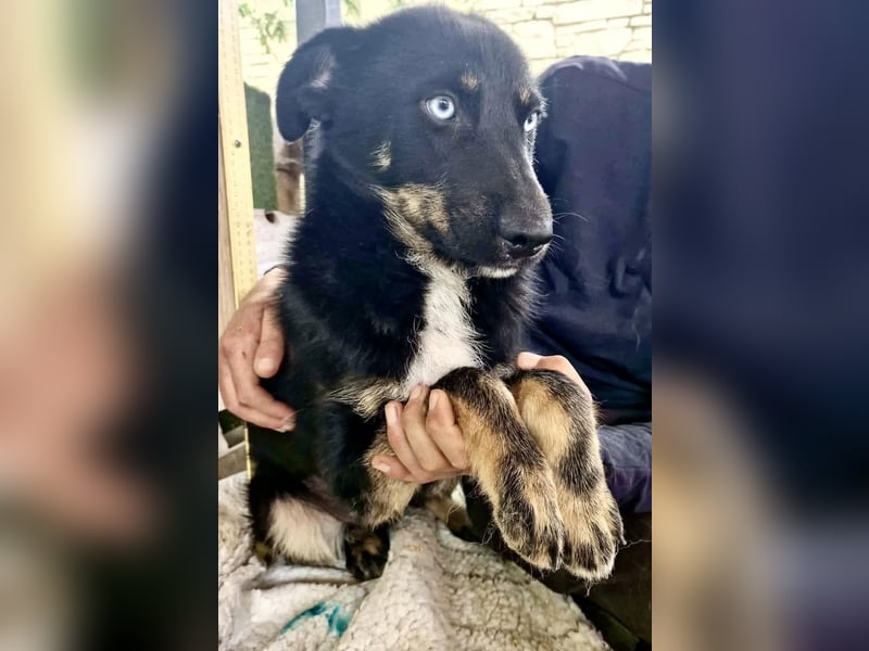 Bobby – junger Hundebub sucht liebevolle Menschen