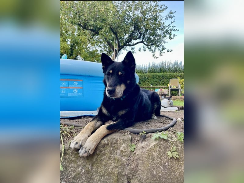 Katzenverträglicher Senior Houdini sucht ländliches Zuhause