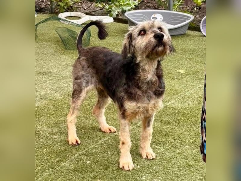 Candy – sanfte Schmusemaus sucht ihr Happy End