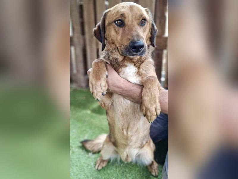 Freundlicher, ruhiger Kiran